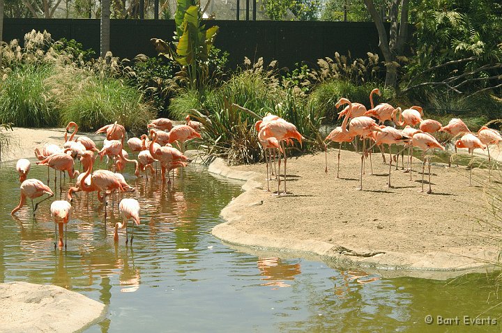 DSC_0989.JPG - Flamingos